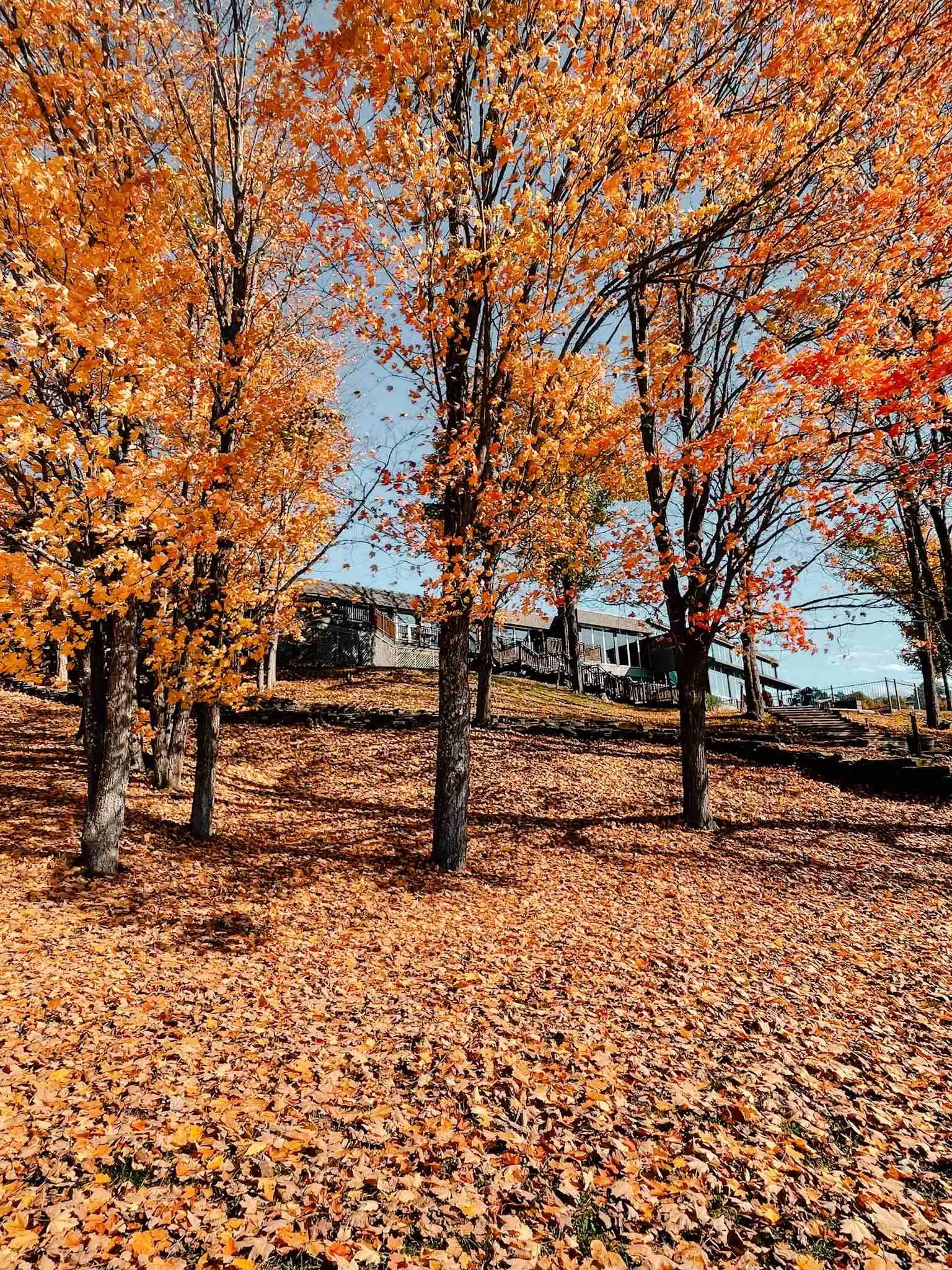 View of a hotel peeping behind a row of trees with orange leaves in Algonquin Park 