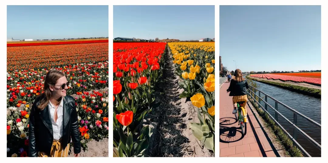 3 photos of a girl exploring the tulip fields in the Netherlands including her riding a bike along a canal with pink and red tulips in the distance, an up-close photo of a row of yellow and red tulips and the girl standing in front of endless multi-coloured tulips