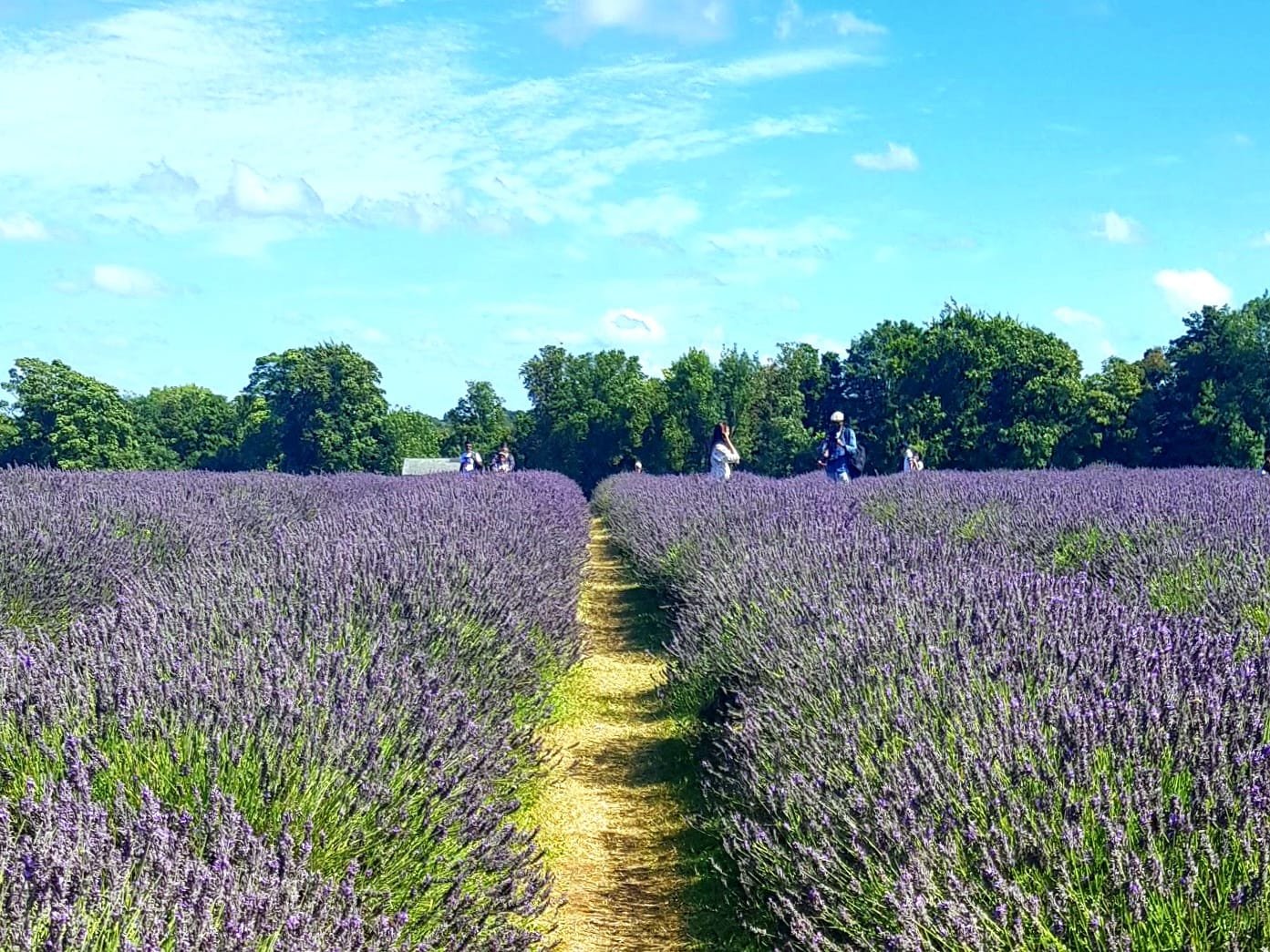 People stand in the distance inside purple rows of lavender in Provence 