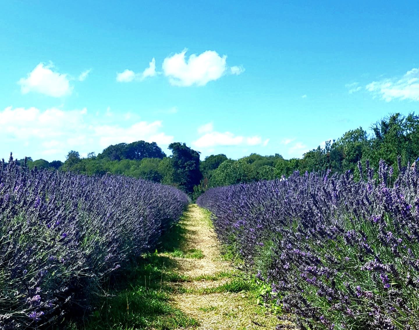 Rows of lavender fields in Provence on a sunny day 