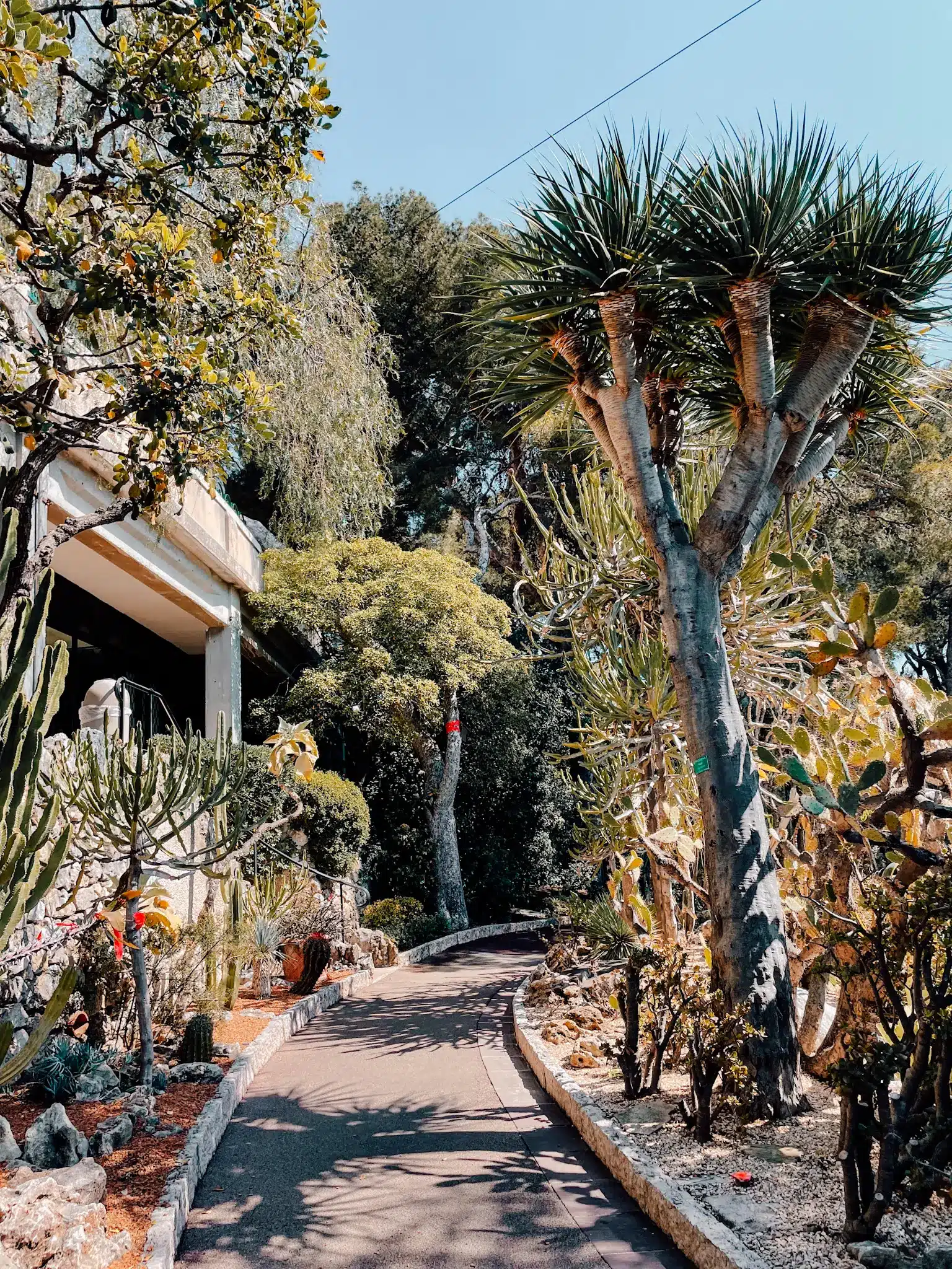 A winding road leading through some exotic plants in Monaco City
